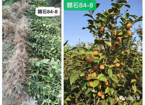 又是一年春來到，油茶種植正當(dāng)時(shí) 良種壯苗與農(nóng)副產(chǎn)品銷售的雙重關(guān)鍵