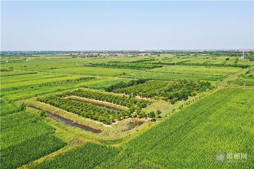 心里裝著群眾，腳步丈量藍(lán)圖——記土專家劉國利的農(nóng)副產(chǎn)品銷售之路