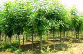 大欒樹的養(yǎng)護管理及市場價格介紹